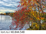Golden autumn at the Monrepo park, Стоковое фото, фотограф Анна Кривицкая / Фотобанк Лори