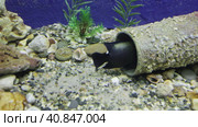 Black cichlid hides. Стоковое видео, видеограф Потийко Сергей / Фотобанк Лори