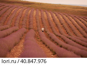 Лавандовые поля в Тургеневке, Крым (2021 год). Стоковое фото, фотограф Анна Набатова / Фотобанк Лори