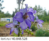 Живокость, или Дельфиниум, или Шпорник (лат. Delphinium), — род однолетних и многолетних травянистых растений семейства Лютиковые (Ranunculaceae). Включает около 450 видов, произрастающих в Северном полушарии и в горах тропической Африки. Стоковое фото, фотограф Сергей Елизарьев / Фотобанк Лори