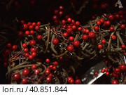 Christmas branches with red berries. Стоковое фото, фотограф Анна Кривицкая / Фотобанк Лори