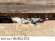 Dead Common Vole stucking between the boards. Стоковое фото, фотограф VittoriaChe / Фотобанк Лори