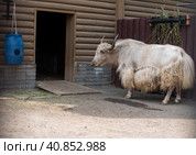 White and black yak in a wildlife park. Private bull breeding farm. Стоковое фото, фотограф Светлана Высокос / Фотобанк Лори