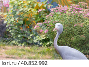 Paradise crane or blue crane from South Africa. A rare endangered bird species. Стоковое фото, фотограф Светлана Высокос / Фотобанк Лори