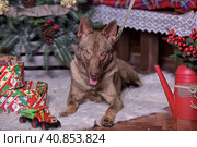 Brown dog, half-breed husky. Стоковое фото, фотограф Анна Кривицкая / Фотобанк Лори