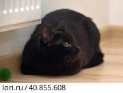Black cat with a tense frightened look. Стоковое фото, фотограф Анна Кривицкая / Фотобанк Лори