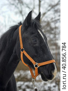 Head of a black horse in a bridle in winter portrait. Стоковое фото, фотограф Анна Кривицкая / Фотобанк Лори