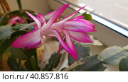 Blooming decembrist on windowsill. Стоковое фото, фотограф Анна Кривицкая / Фотобанк Лори