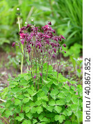 Beautiful purple Aquilegia flower on nature background closeup. Стоковое фото, фотограф Володина Ольга / Фотобанк Лори