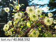 Clematis, travellers joy, virgins bower, old mans beard, leather flower, vase vine. A Polish variety. Stamens are composed of yellow anthers set on lime-coloured filaments and pistils are light-yellow. Стоковое фото, фотограф Юлия Петровская / Фотобанк Лори
