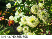 Clematis, travellers joy, virgins bower, old mans beard, leather flower, vase vine. A Polish variety. Stamens are composed of yellow anthers set on lime-coloured filaments and pistils are light-yellow. Стоковое фото, фотограф Юлия Петровская / Фотобанк Лори