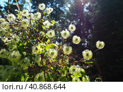 Clematis, travellers joy, virgins bower, old mans beard, leather flower, vase vine. A Polish variety. Stamens are composed of yellow anthers set on lime-coloured filaments and pistils are light-yellow. Стоковое фото, фотограф Юлия Петровская / Фотобанк Лори