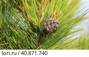 Хвоя и шишка сибирского кедра крупным планом (Pinus sibirica), Ямало-Ненецкий автономный округ. Стоковое видео, видеограф Григорий Писоцкий / Фотобанк Лори