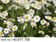 Matricaria chamomilla. Цветение ромашки на лугу. Стоковое фото, фотограф Григорий Писоцкий / Фотобанк Лори