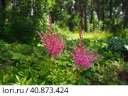 Astilbe, perennial plant of the Saxifrage family Saxifragaceae. False spirea or false goatbeard. The flowers are small pink, lilac or purple, collected in apical inflorescences panicles. Стоковое фото, фотограф Юлия Петровская / Фотобанк Лори