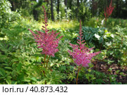 Astilbe, perennial plant of the Saxifrage family Saxifragaceae. False spirea or false goatbeard. The flowers are small pink, lilac or purple, collected in apical inflorescences panicles. Стоковое фото, фотограф Юлия Петровская / Фотобанк Лори