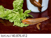 Close-up of the Spanish slug Arion lusitanicus in a bucket. Big slimy brown snails crawling around the garden. The invasion damages the leaves and crops. Collection of invasive species. Стоковое фото, фотограф Photojuli / Фотобанк Лори