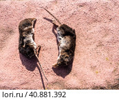 Two dead Common Voles on the ground, close up image. Стоковое фото, фотограф VittoriaChe / Фотобанк Лори