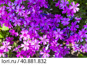 Bright pink flowers, natural background. Phlox subulata in bloom. Стоковое фото, фотограф EugeneSergeev / Фотобанк Лори