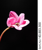 Cyclamen, or Alpine violet, is a genus of plants in the subfamily Myrsinoideae of the family Primulaceae. Pink cyclamen on a black background. Copy space. Postcard, invitation or congratulation. Стоковое фото, фотограф Юлия Петровская / Фотобанк Лори