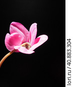 Cyclamen, or Alpine violet, is a genus of plants in the subfamily Myrsinoideae of the family Primulaceae. Pink cyclamen on a black background. Copy space. Postcard, invitation or congratulation. Стоковое фото, фотограф Юлия Петровская / Фотобанк Лори