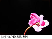 Cyclamen, or Alpine violet, is a genus of plants in the subfamily Myrsinoideae of the family Primulaceae. Pink cyclamen on a black background. Copy space. Postcard, invitation or congratulation. Стоковое фото, фотограф Юлия Петровская / Фотобанк Лори