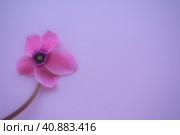 Cyclamen flower side view on pink purple background with blurred tender focus. One flower with five petals, Stem without leaves. Copy space. Foggy effect. Beautiful exquisite cyclamen flower postcard. Стоковое фото, фотограф Юлия Петровская / Фотобанк Лори