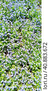 Forget-me-nots. Myosotis flowering blue plants in the family Boraginaceae. Forget-me-nots or scorpion grasses. Myosotis alpestris small flowers for decorating lawns and flower beds. Garden landscaping. Стоковое фото, фотограф Юлия Петровская / Фотобанк Лори