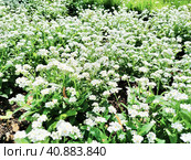 Forget-me-nots. Myosotis flowering white plants in the family Boraginaceae. Forget-me-nots or scorpion grasses. Myosotis alpestris small flowers for decorating lawns, flower beds. Garden landscaping. Стоковое фото, фотограф Юлия Петровская / Фотобанк Лори