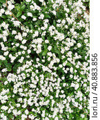 Forget-me-nots. Myosotis flowering white plants in the family Boraginaceae. Forget-me-nots or scorpion grasses. Myosotis alpestris small flowers for decorating lawns, flower beds. Garden landscaping. Стоковое фото, фотограф Юлия Петровская / Фотобанк Лори