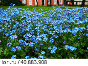 Forget-me-nots. Myosotis flowering blue plants in the family Boraginaceae. Forget-me-nots or scorpion grasses. Myosotis alpestris small flowers for decorating lawns and flower beds. Garden landscaping. Стоковое фото, фотограф Юлия Петровская / Фотобанк Лори