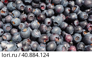 Blueberry, or Blueberry ordinary, or Blueberry myrrheal Vaccinium myrtillus, stunted shrub, family Heather. Fresh juicy first-class forest berries. Lots of blueberries, top view. Стоковое фото, фотограф Юлия Петровская / Фотобанк Лори
