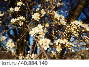 Blossoming of cherries, sweet cherries and bird cherry. Beautiful fragrant white flowers on the branches during the golden hour. Spring white flowers are collected in long thick drooping brushes. Стоковое фото, фотограф Юлия Петровская / Фотобанк Лори