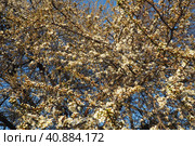 Blossoming of cherries, sweet cherries and bird cherry. Numerous beautiful fragrant white flowers on the tree. Spring white flowers are collected in long thick drooping brushes. Стоковое фото, фотограф Юлия Петровская / Фотобанк Лори