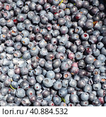 Blueberry, or Blueberry ordinary, or Blueberry myrrheal Vaccinium myrtillus, stunted shrub, family Heather. Fresh juicy first-class forest berries. Lots of blueberries, top view. Стоковое фото, фотограф Юлия Петровская / Фотобанк Лори