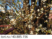 Blossoming of cherries, sweet cherries and bird cherry. Beautiful fragrant white flowers on the branches during the golden hour. Spring white flowers are collected in long thick drooping brushes. Стоковое фото, фотограф Юлия Петровская / Фотобанк Лори