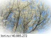 Blossoming of cherries, sweet cherries and bird cherry. Numerous beautiful fragrant white flowers on the tree. Spring flowers are collected in drooping brushes. Blurred foggy focus. White vignetting. Стоковое фото, фотограф Юлия Петровская / Фотобанк Лори
