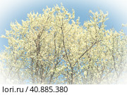 Blossoming of cherries, sweet cherries and bird cherry. Numerous beautiful fragrant white flowers on the tree. Spring flowers are collected in drooping brushes. Blurred foggy focus. White vignetting. Стоковое фото, фотограф Юлия Петровская / Фотобанк Лори