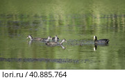 Евразийские лысухи (лат. Fulica atra) питаются водорослями в заросшем пруду. Стоковое видео, видеограф Mixail59 / Фотобанк Лори