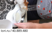 A woman is testing an online purchase. Dishes for cats. She pours milk into a bowl and offers it to the kitten. vertical video. Стоковое видео, видеограф Vadzim Yakubovich / Фотобанк Лори