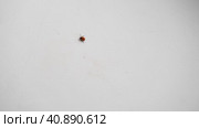 Deer tick climbing isolated on white background. Ixodes ricinus. Dangerous parasitic mite. Acari. Tick-borne diseases carriers. Encephalitis or Lyme borreliosis. Dermacentor marginatus reticulatus. Стоковое видео, видеограф Марина Демидюк / Фотобанк Лори