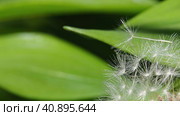 Macro of white fluffy dandelion seeds. Remaining dandelion seeds close-up. Blowball taraxacum with white seeds macro slow motions, flower. Стоковое видео, видеограф Александр Кротков / Фотобанк Лори