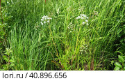 Windy shore of Lake. Taiga ecosystem. Reed sedge grow on hummocks. Fish bays for fishing. Flora of Karelia. Reed beds. Veh poisonous Cicuta virosa - a plant, genus Vekh of Umbrella family Apiaceae. Стоковое видео, видеограф Юлия Петровская / Фотобанк Лори