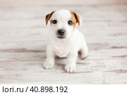 Puppy at home. Стоковое фото, фотограф Гладских Татьяна / Фотобанк Лори