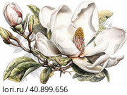 Blooming white magnolia isolated on white background, watercolor painting , Generative AI. Стоковое AI-изображение, AI-художник Анна Кривицкая / Фотобанк Лори