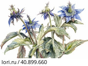 Borage on a white background, watercolor painting , Generative AI. Стоковое AI-изображение, AI-художник Анна Кривицкая / Фотобанк Лори