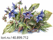 Borage on a white background, watercolor painting , Generative AI. Стоковое AI-изображение, AI-художник Анна Кривицкая / Фотобанк Лори