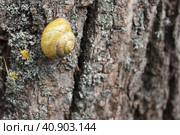 Big snail on a tree trunk. Стоковое фото, фотограф Радомир Тарасов / Фотобанк Лори
