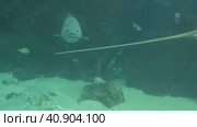 Himantura leoparda - a little-studied species of the Himanthur stingray genus and grouper. Стоковое видео, видеограф Потийко Сергей / Фотобанк Лори