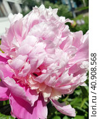 Blooming peony on a bush. Стоковое фото, фотограф Анна Кривицкая / Фотобанк Лори